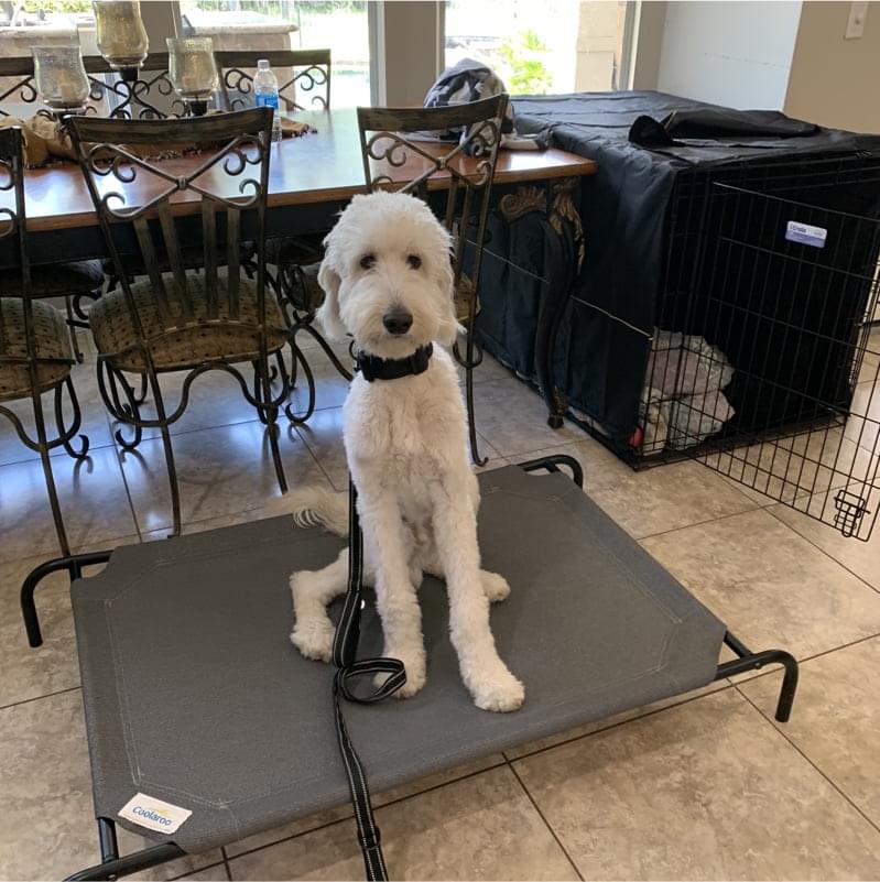 K-9’s in the Pines Crate Training