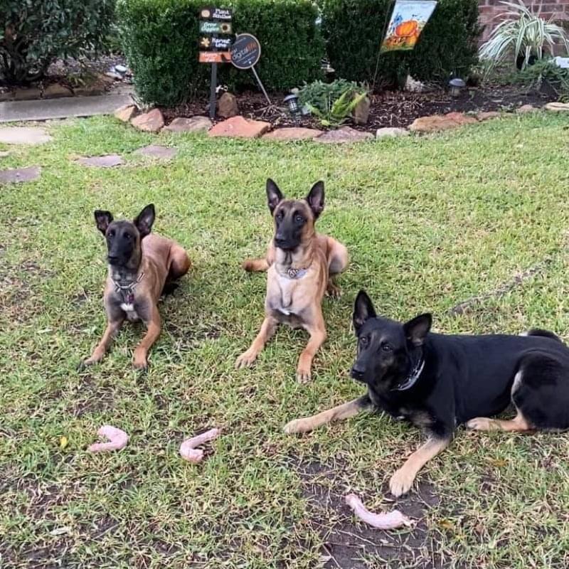 K-9’s in the Pines Group Classes