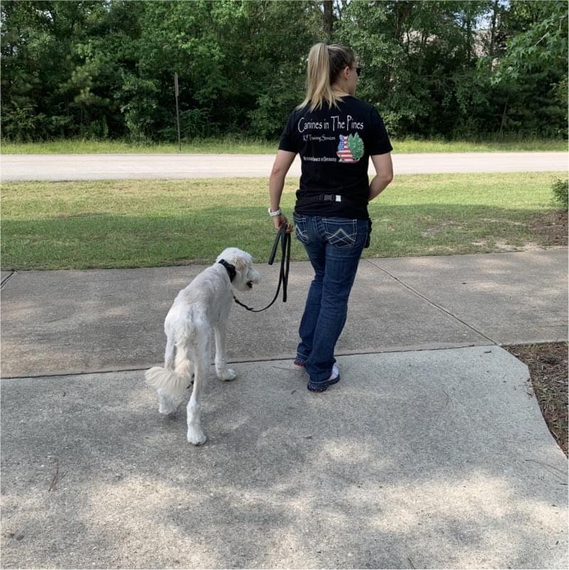 K-9’s in the Pines Dog Training