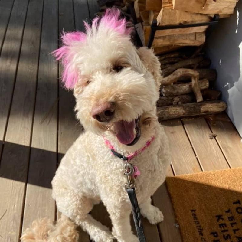 K-9’s in the Pines Puppy Training