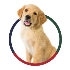 Beginning Obedience is On the Leash