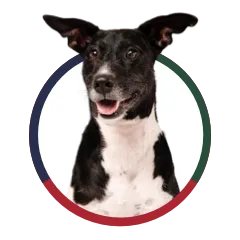 Intermediate Obedience Training - On and Off Leash