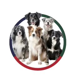 Group Classes (for intermediate clients)